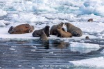 240709a_Phippsoya_060_E