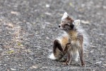 240712b_Buedelfjellet_039_E