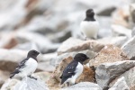 240716c_Ingeborgfjellet_13_E