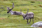240716c_Ingeborgfjellet_56_E