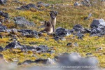 240716c_Ingeborgfjellet_87_E