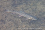 240717a_Tundraodden_092_E