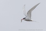 240808a_Ny-Alesund_33_E