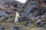 240808b_Ossian-Sarsfjellet_35_E