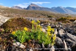 240809_Blomstrandhalvoya_04_E