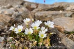 240809_Blomstrandhalvoya_21_E