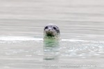 240810b_Alkekongen_82_E