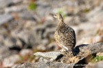 240811a_Solanderfjellet_079_E