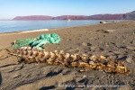 240811c_Store-Russebustraumen_016_E