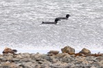 240814b_Franklindalen_149_E