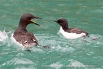 240817_Alkefjellet_81_E