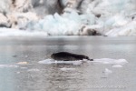 240818c_Freemanbreen_039_E