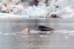 240818c_Freemanbreen_040_E