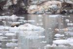 240818c_Freemanbreen_011_E