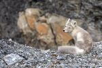 240818d_Buedelfjellet_30_E