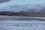 240826f_Tunabreen_49_E