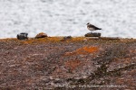 240829a_Midtholmen_30_E