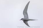 240831a_Hamiltonbukta_015_E