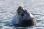 240902b_Ericadalen_336_E