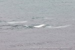 240905b_Rubypynten_29_E