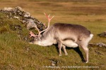 240906c_Alkhornet_102_E