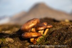 240911b_Hermansenoya_034_E