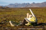 240911b_Hermansenoya_092_E