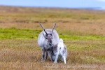240921b_Alkhornet_074_E