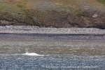240806b_Isfjord_08_E