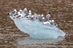 240808b_Ossian-Sarsfjellet_22_E