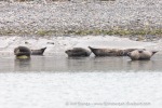 240809_Hamburgbukta_23_E