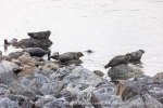 240810c_Kobbefjord_36_E