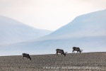 240827a_Bjonahamna_38_E