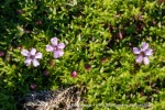 240828a_Blomesletta_19_E