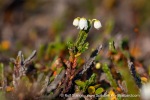 240828a_Blomesletta_26_E