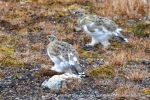 240829c_Ny-Alesund_35_E