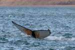 240902a_Palanderbukta_20_E