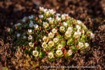 240911b_Hermansenoya_082_E