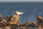 240911b_Hermansenoya_164_E