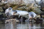 240913e_Kobbefjord_028_E