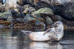 240913e_Kobbefjord_039_E