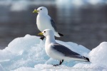 f2o_Monacobreen_29Juni13_119_E