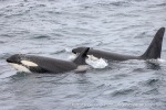 241106_Kvaenangen_31_E