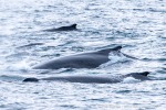 241115_Kvaenangen_053_D