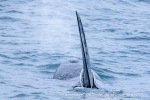241115_Kvaenangen_011_E