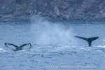 241116b_Kvaenangen_29_E