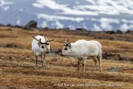160602a_Diabasodden_10_E