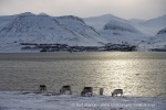 220322b_Hiorthhamn_27_N