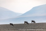 240827a_Bjonahamna_38_E