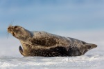 a2f_Tempelfjord_11April15_143_E